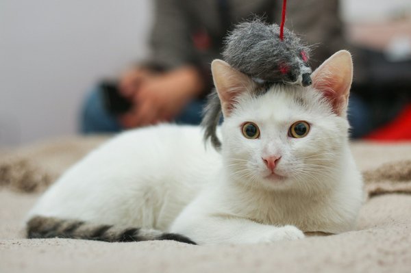 Comment réduire les frais vétérinaires du chat efficacement