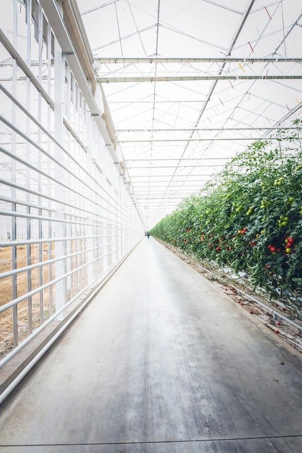 Quels sont les avantages de l'agriculture sur toiture pour la sécurité alimentaire urbaine ?